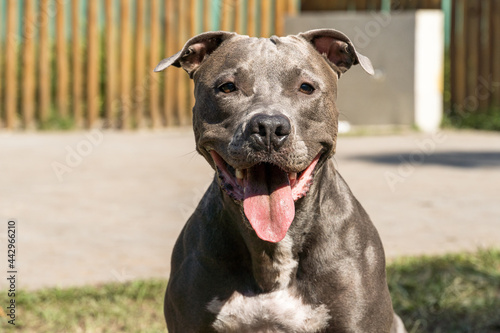 Pit bull dog playing in the park. Pit bull in dog park with green grass and wooden fence. Sunny day. © Diego