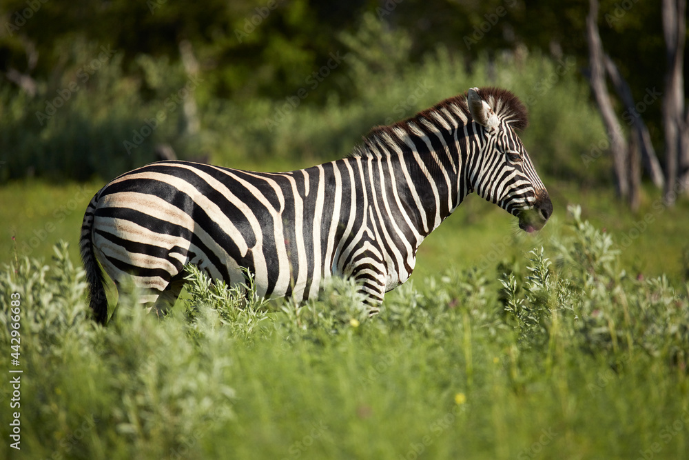Zebra Moremi Game Reserve Botswana Africa Zebra Moremi Game Reserve Botswana Africa