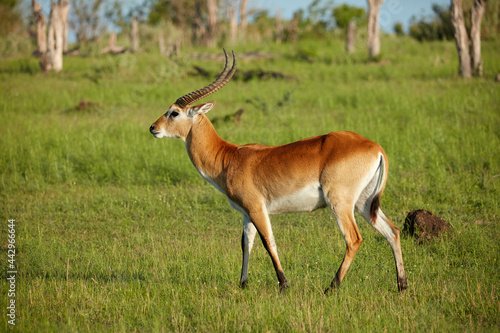 Red lechwe (Kobus leche leche) Moremi Game Reserve Botswana Africa photo