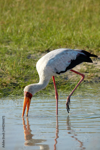 Billede på lærred Yellow-billed Stork (Mycteria ibis) Moremi Game Reserve Botswana Africa