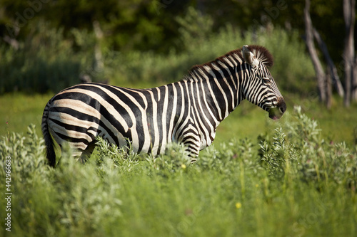 Zebra Moremi Game Reserve Botswana Africa