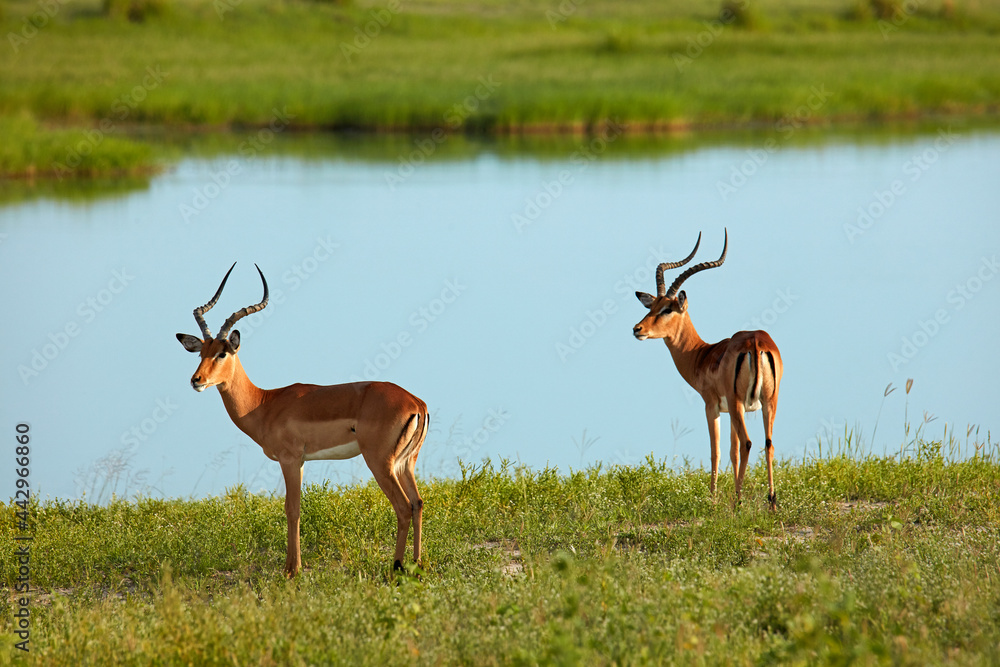 Male impala (Aepyceros melampus melampus) Chobe River Chobe National Park Botswana Africa Male impala (Aepyceros melampus melampus) Chobe River Chobe National Park Botswana Africa