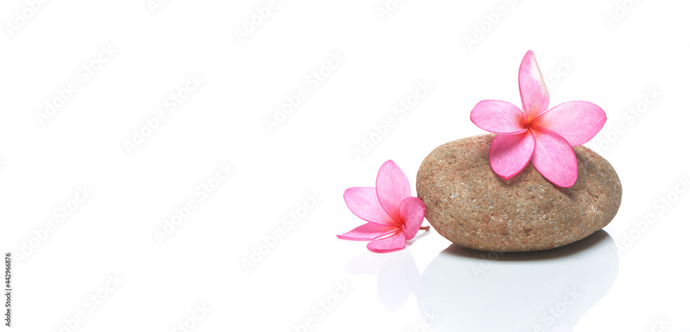 Pink Frangipani flower with stone on white panorama background, Natural Flowers Relaxing concept