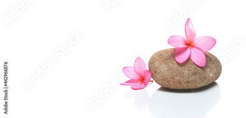Pink Frangipani flower with stone on white panorama background  Natural Flowers Relaxing concept
