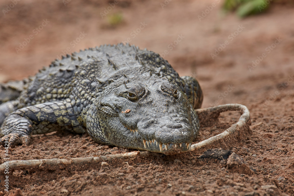 Fototapeta premium Nile crocodile (Crocodylus niloticus) Chobe River Chobe National Park Kasane Botswana Africa