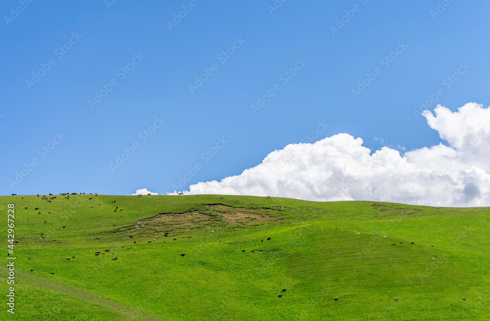 Green hill and white fluffy clouds over it. Animals grazing in the meadow