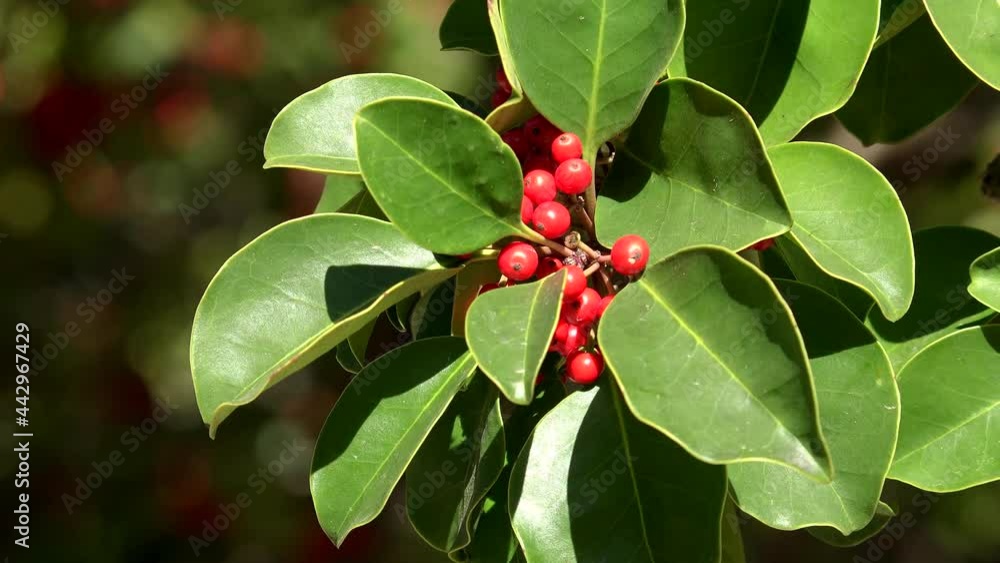 Red berries on the Kurogane Holly Tree. This tree survived the atomic ...