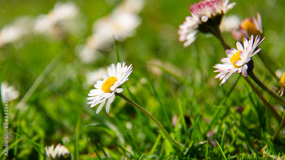 daisy in the grass daisy in the grass