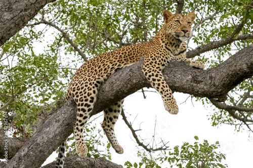 Leopard resting Botswana Africa.