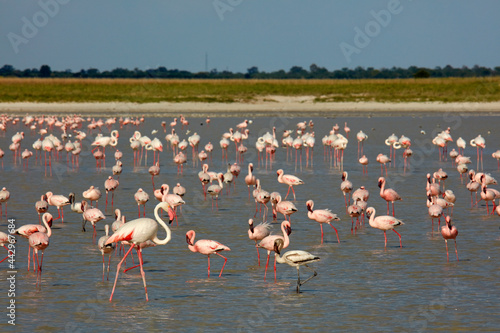 Lesser and greater flamingoes on flooded Sua Pan Nata Bird Sanctuary Botswana Africa