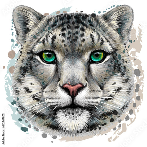 Snow leopard. Color portrait of a snow leopard in watercolor style on a white background. Digital vector graphics. 