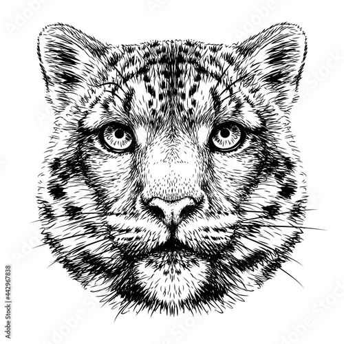 Snow leopard. Graphic, monochrome portrait of a snow leopard on a white background. Digital vector graphics.