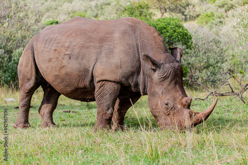 White rhinoceros grazing among foothills in the Masai Mara Kenya Africa.