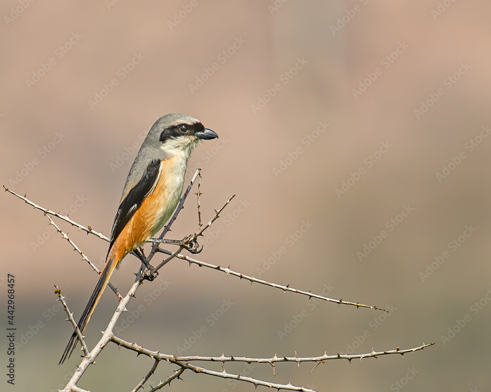 Long tail Shrike sitting on a branch Long tail Shrike sitting on a branch