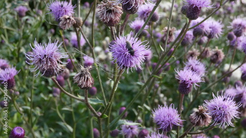 Blooming thistle in the field behind the city in summer.