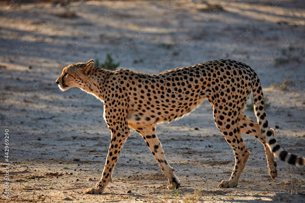 Cheetah (Acinonyx jubatus) Kgalagadi Transfrontier Park South Africa Cheetah (Acinonyx jubatus) Kgalagadi Transfrontier Park South Africa
