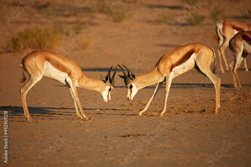 Springboks fighting (Antidorcas marsupialis ) Kgalagadi Transfrontier Park South Africa photo