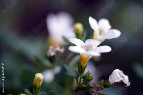 Blumen