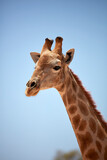 Giraffe (Giraffa camelopardalis angolensis) Kgalagadi Transfrontier Park South Africa