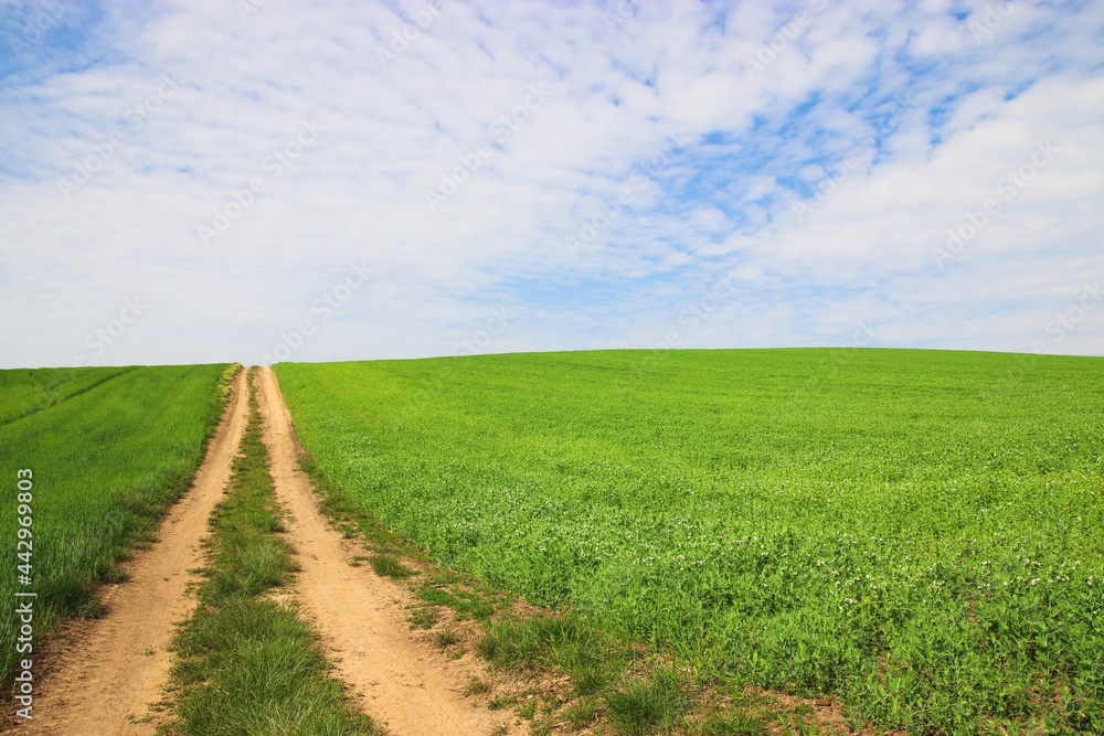 A beautiful view to the path between the green fields with blue sky above near Vrbice, Czech republic