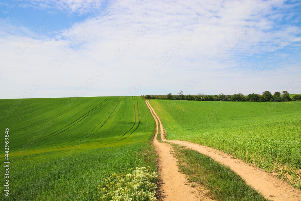 A beautiful view to the path between the green fields with blue sky above near Vrbice, Czech republic A beautiful view to the path between the green fields with blue sky above near Vrbice, Czech republic
