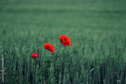Three contrasting solitary poppies in the green field at Podivin, Czech republic