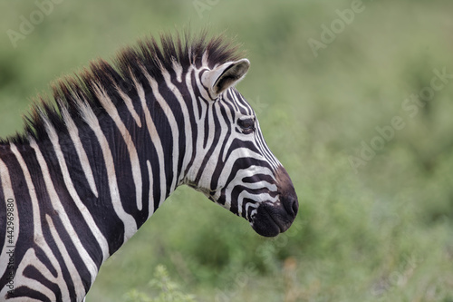 Burchell s Zebra Ngorongoro Crater Tanzania Africa