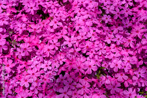 徳島県は広棚花の里に咲く満開の芝桜の絨毯
