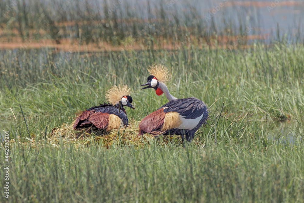 Fototapeta premium African crowned crane nesting Ngorongoro Crater Tanzania Africa