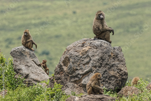 Olive baboons on rocky outcropping Papio anubis Ngorongoro Crater Tanzania Africa