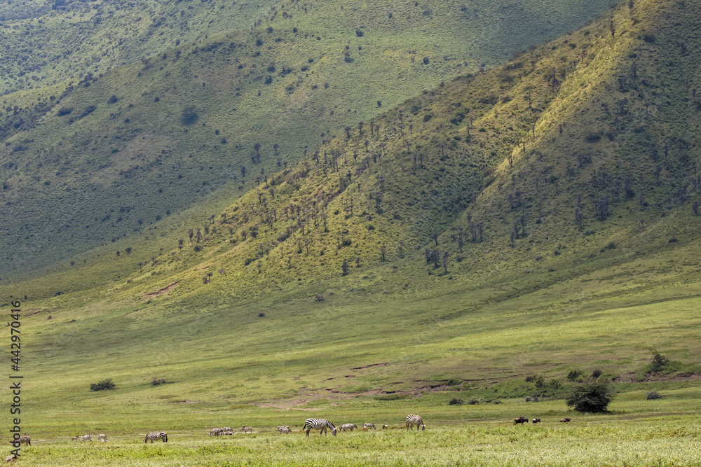 Φωτογραφία Scenic crater walls Ngorongoro Crater Tanzania Africa Landscape Scenic View