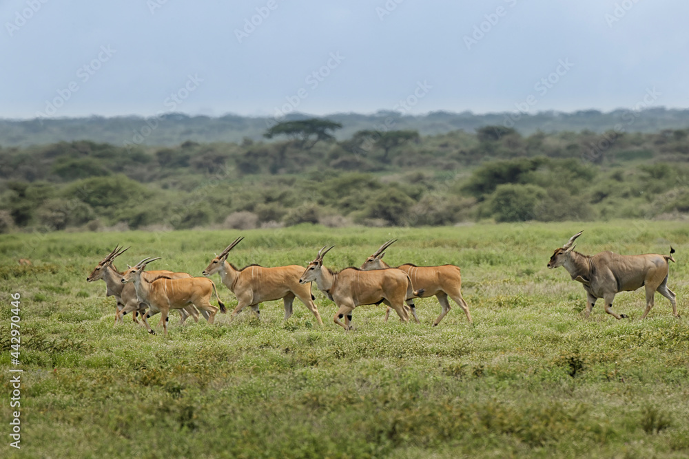 Herd of male and female Eland running Ngorongoro Crater Tanzania Africa