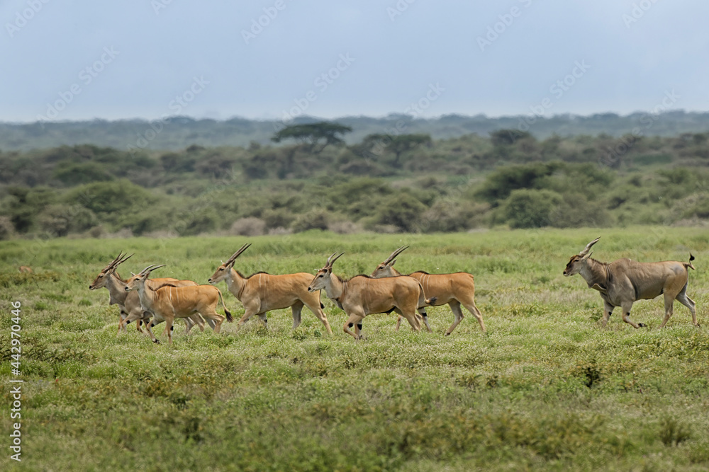 Herd of male and female Eland running Ngorongoro Crater Tanzania Africa Herd of male and female Eland running Ngorongoro Crater Tanzania Africa