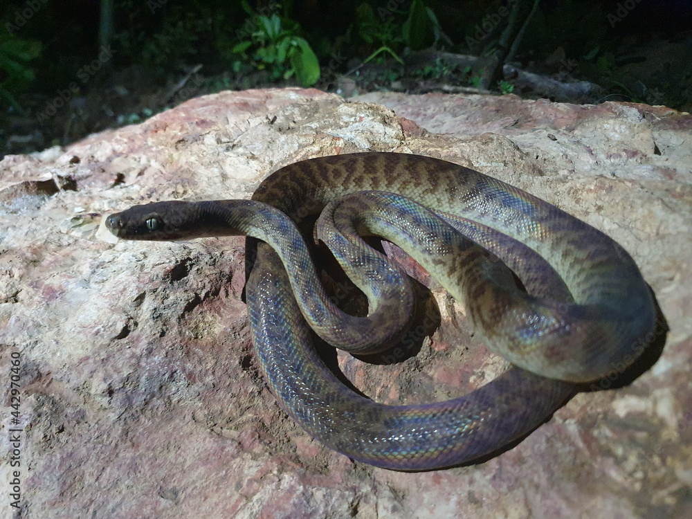 Obraz premium Close-up portrait of Brown Tree Snake (Boiga irregularis) curled up and facing camera Litchfield National Park, Australia