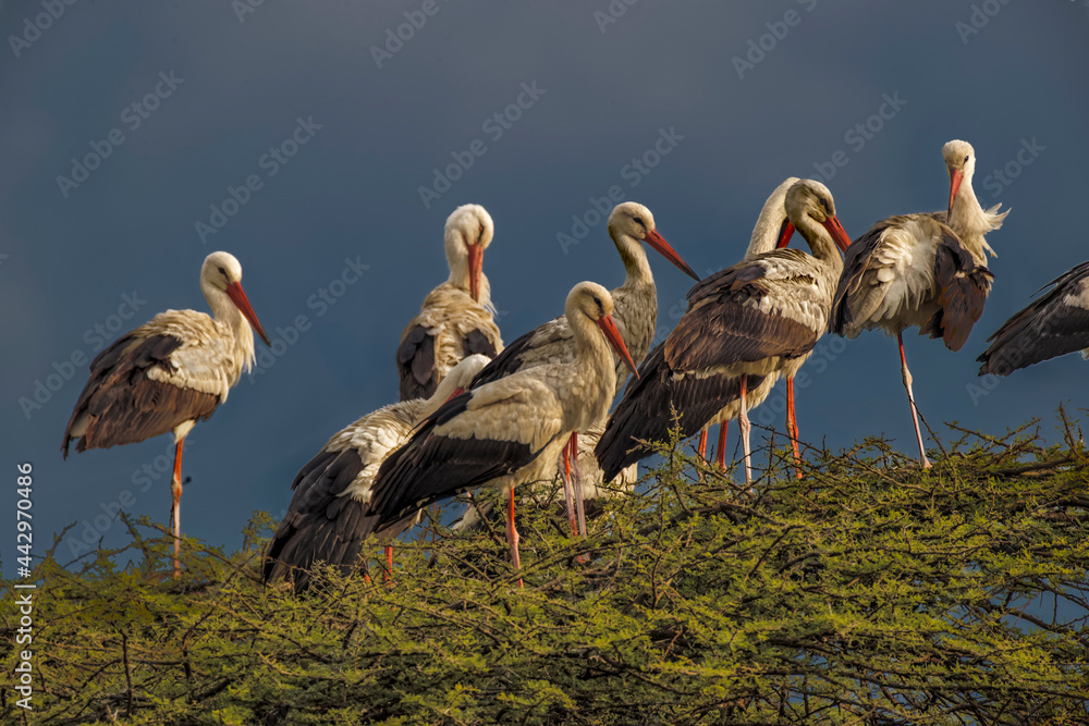 Φωτογραφία White stork European stork Serengeti National Park Tanzania Africa