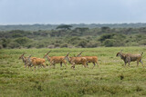 Herd of male and female Eland running Ngorongoro Crater Tanzania Africa