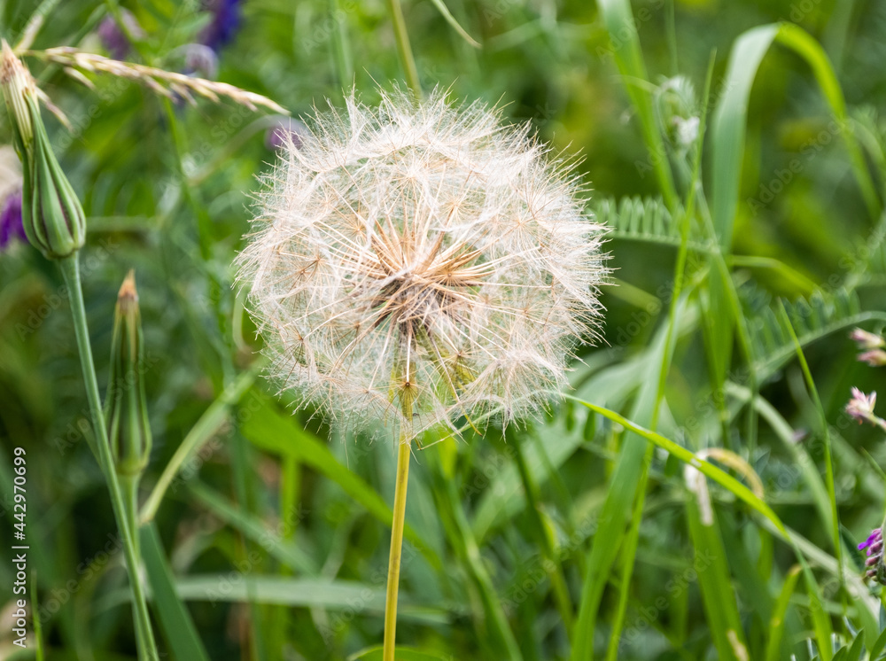 Fototapeta premium Close up of a wild dandelion among lush green foliage