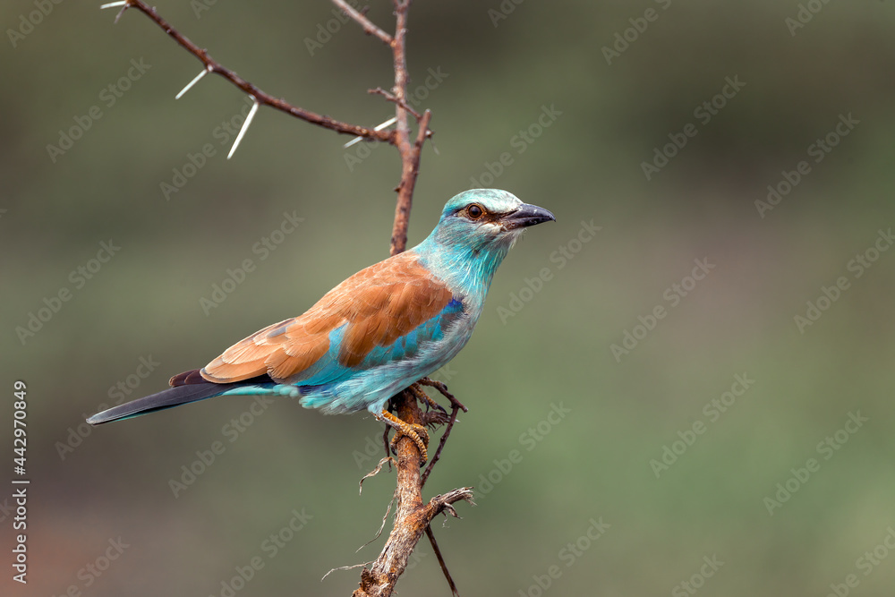 Fototapeta premium European roller Serengeti National Park Tanzania Africa