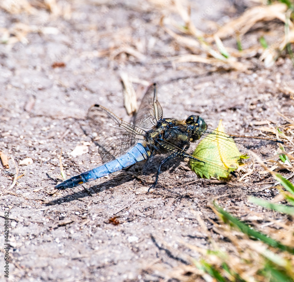 Close up of blue dragonfly on the ground Close up of blue dragonfly on the ground