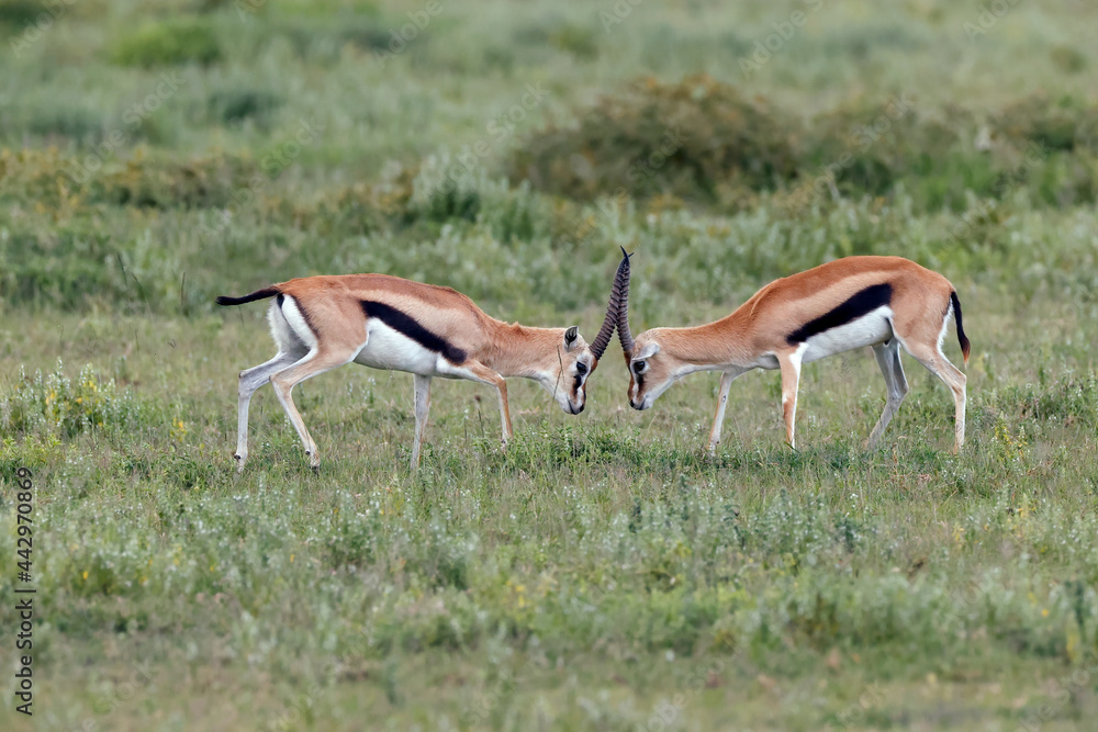 Male Thomson's gazelles sparring as female watches Serengeti National Park Tanzania Africa Male Thomson's gazelles sparring as female watches Serengeti National Park Tanzania Africa