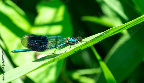 Close up of blue damselfly perched on lush green foliage with out of focus background