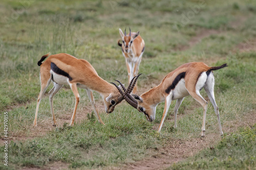 Male Thomson's gazelles sparring as female watches Serengeti National Park Tanzania Africa