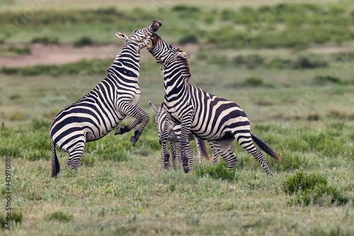 Burchell s Zebra stallions fighting Serengeti National Park Tanzania Africa 