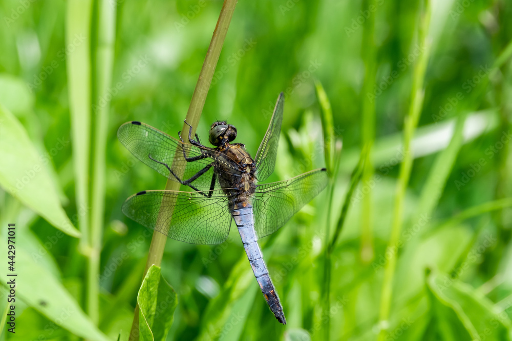 Close up of dragonfly on vegetation with an out of focus background Close up of dragonfly on vegetation with an out of focus background