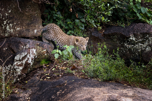 Leopard cub on large kopje Serengeti National Park Tanzania Africa