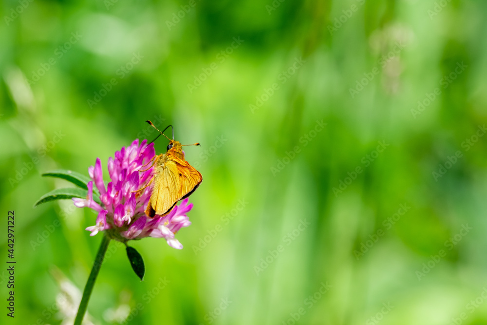 Close up of orange moth or orange butterfly feeding on the pollen from a pink wildflower Close up of orange moth or orange butterfly feeding on the pollen from a pink wildflower