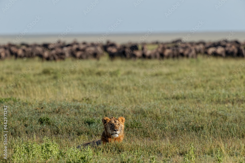 Lion lying in grass with herd of distant wildebeest Serengeti National Park Tanzania Africa Lion lying in grass with herd of distant wildebeest Serengeti National Park Tanzania Africa