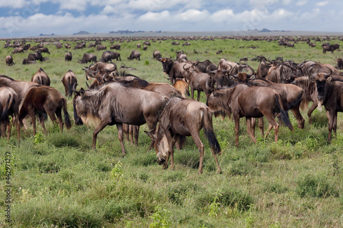 Fototapeta Naklejka Na Ścianę i Meble -  Wildebeest migration Serengeti National Park Tanzania Africa