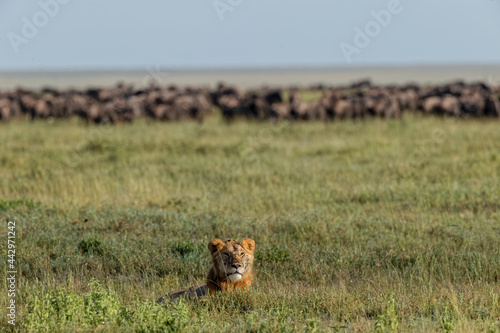 Lion lying in grass with herd of distant wildebeest Serengeti National Park Tanzania Africa