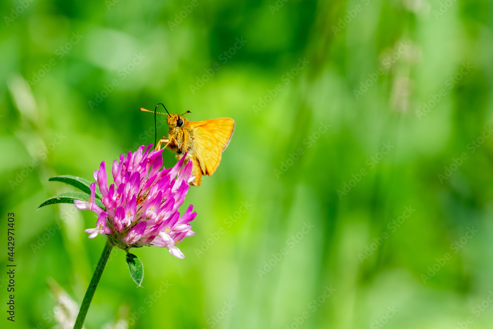 Close up of orange moth or orange butterfly feeding on the pollen from a pink wildflower Close up of orange moth or orange butterfly feeding on the pollen from a pink wildflower